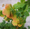 Adiantum tenerum 'Bicolor'