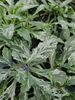 Ajuga 'Sparkler' P9 (0.5 litre) €4.95, 3 for €11.95 Ajuga 'Sparkler' P9 (0.5 litre) €4.95 for sale in Ireland