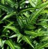 Arachniodes simplicior- East Indian Holly Fern