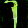 Arisaema jacquemontii for sale Ireland