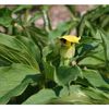 Arisaema