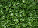 Asarum europaeum- European Hardy Ginger 9cm £4.95