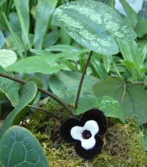 Asarum maximum 'Ling Ling' - Panda Face Ginger 9cm £7.50