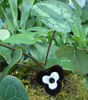 Asarum maximum 'Ling Ling' - Panda Face Ginger Asarum maximum 'Ling Ling' - Panda Face Ginger 9cm £7.50
