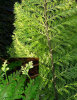 Asplenium bulbiferum- Hen and Chicken Fern