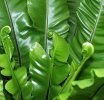 Asplenium nidus- Bird's Nest Fern.