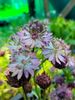 Astrantia major 'Roma' for sale in Ireland