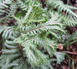 Athyrium x Ocean's Fury 9