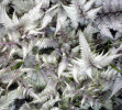 NEW!! Athyrium nipponicum 'Pearly White' 9cm £5.95