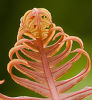 Blechnum brasiliense- Brazilian Tree Fern