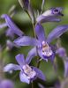 Bletilla striata 'Blue Dragon' Sold out Bletilla striata 'Blue Dragon' 1 litre (2-4 flowering stems) €18