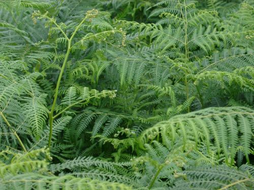 Pteridium aquilinum - Bracken 9cm £3.95