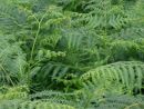 Pteridium
