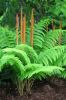 Osmundastrum cinnamomea- Cinnamon Fern sold out