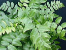 Cyrtomium caryotideum