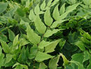 Cyrtomium fortunei 'Clivicola' - Arching Japanese Holly Fern plug €2.95