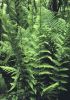 Dryopteris X australis - Dixie Wood Fern 9cm £5.95