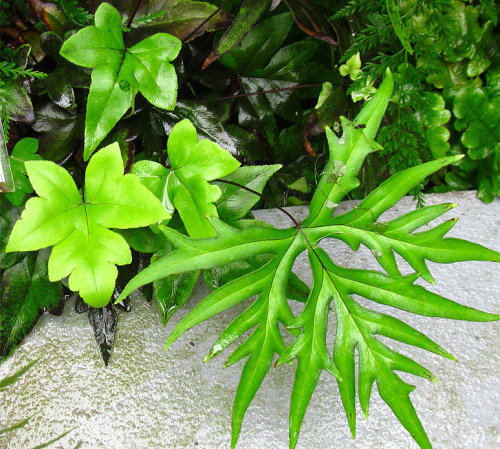 Doryopteris pedata - Hand Fern