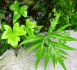 Doryopteris pedata - Hand Fern