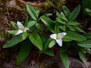 Trillium pusilum- Flowering size rhizome £6.95