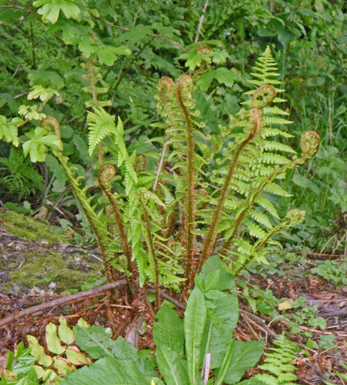 Dryopteris affinis - Golden Scale Male Fern 9cm £3.95