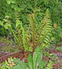 Dryopteris affinis - Golden Scale Male Fern 9cm £3.95