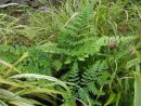 Dryopteris championii Sold out