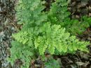 Dryopteris dilitata 'Lepidota Crispa Cristata' 9cm £3.95