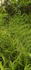 Dryopteris filix-mas 'Linearis Polydactyla' Forked Male Fern 2 litre €9.95