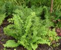 Dryopteris filix-mas 'Parsley'- Parsley Male Fern 9cm £4.95