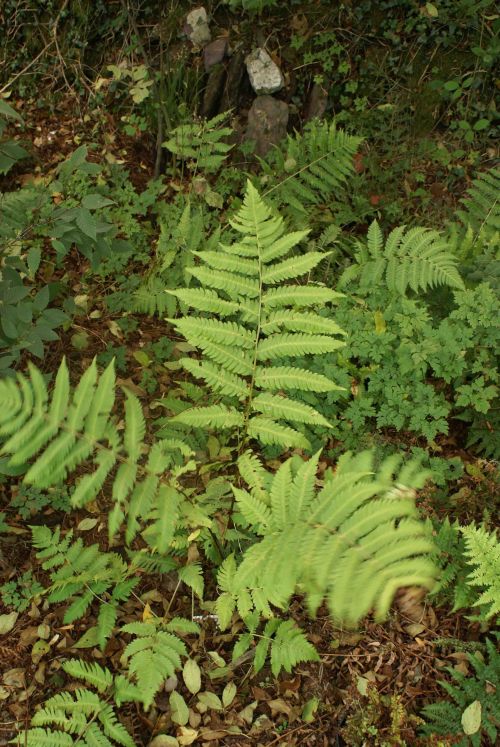Dryopteris goldiana - Goldie's Fern 9cm €4.95