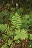 Dryopteris goldiana - Goldie's Fern sold out