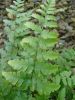 Dryopteris marginalis