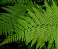 Dryopteris sichotensis (syn. D. coreano Ssp. Montana