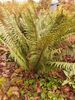 Dryopteris wallichiana - Wallich's Wood Fern plug €2.95 Dryopteris wallichiana - Wallich's Wood Fern plug €2.95 for sale Ireland
