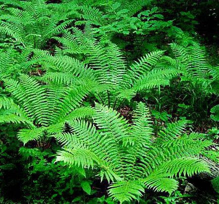 Dryopteris crasshirizoma - Thick-Stemmed Wood Fern 9cm £3.95
