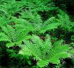 Dryopteris crasshirizoma - Thick-Stemmed Wood Fern 9cm £3.95