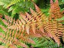 Dryopteris erythrosora 'Brilliance'- Brilliant red Buckler Fern 9cm £5.95