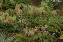 Epimedium ‘Enchantress 9cm Sold out