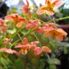 Epimedium x warleyense 'Orange Queen'
