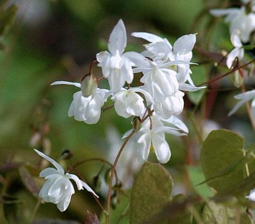 Epimedium x youngianum 'Niveum' sold out