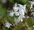 Epimedium x youngianum 'Niveum' sold out