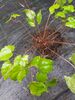 Epimedium 'Amber Queen' 9cm €6.95 Epimedium 'Amber Queen' for sale Ireland