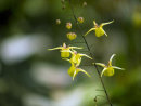 Epimedium davidii