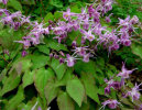 Epimedium grandiflorum 'Lilafee' ('Lilac Fairy)' Sold out
