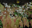 Epimedium stellulatum ‘Wudang Star’ Sold out