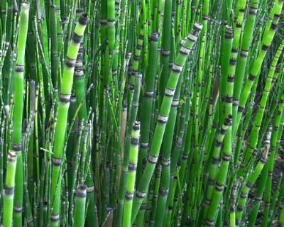 Equisetum japonicum -Barred Horsetail. 9cm £4.95