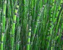 Equisetum