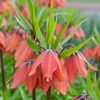 Fritillaria imperialis 'Bach' 2 litre £11