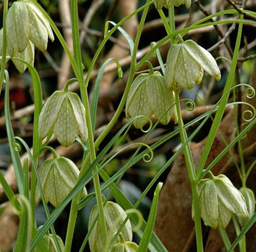 Fritillaria thunbergii 9cm £9.95